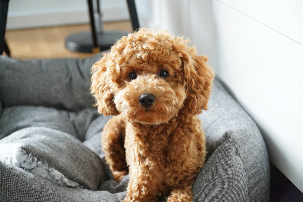 Poodle