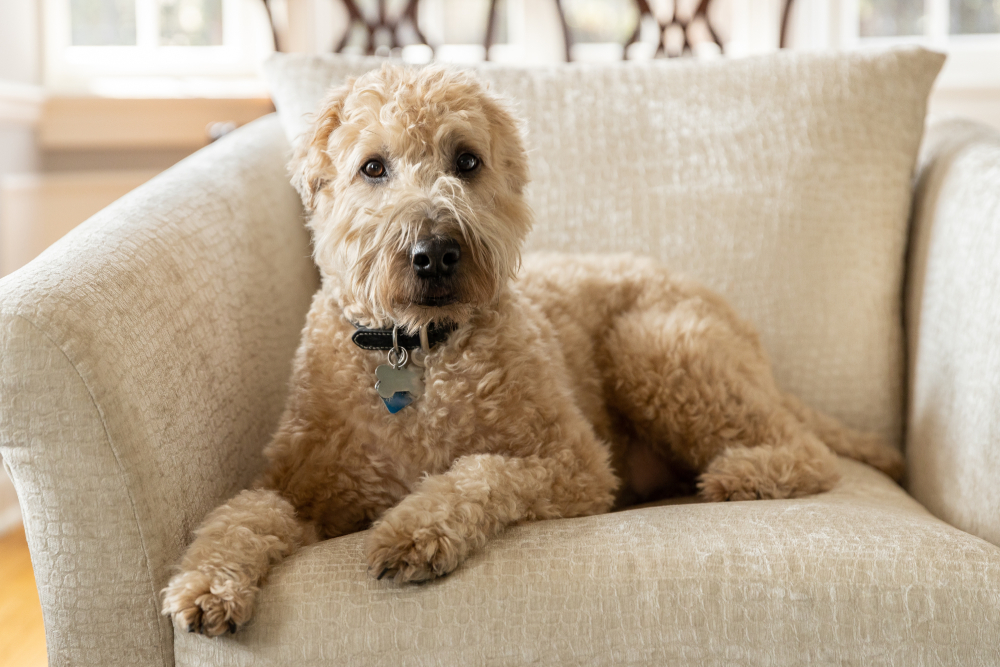 Soft coated wheat terrier