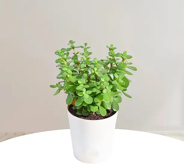 The Jade Plant