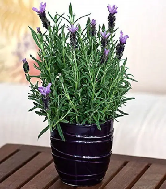 The Lavender Plant