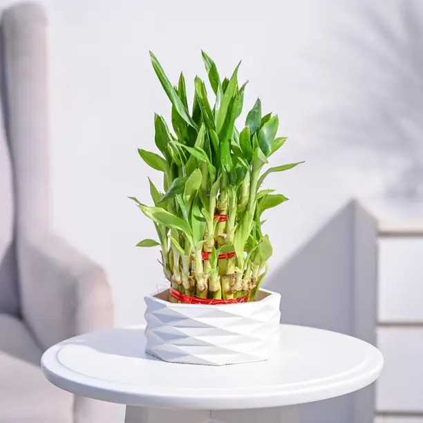 The Lucky Bamboo