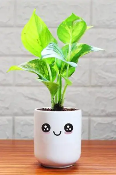 The Money Plant