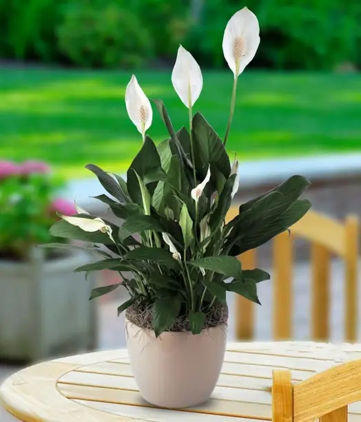 The Peace Lily