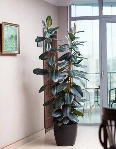 The Rubber Plant