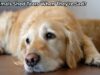 Do Animals Shed Tears When They’re Sad? Do Animals Shed Tears When They're Sad