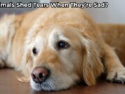 Do Animals Shed Tears When They’re Sad? Do Animals Shed Tears When They're Sad