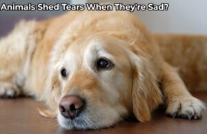 Do Animals Shed Tears When They’re Sad? Do Animals Shed Tears When They're Sad