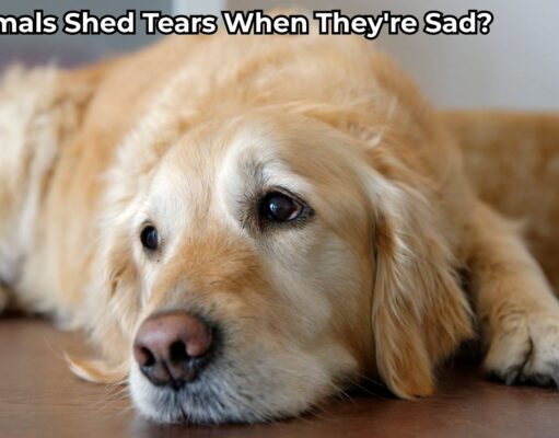 Do Animals Shed Tears When They’re Sad? Do Animals Shed Tears When They're Sad