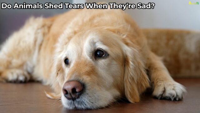 Do Animals Shed Tears When They're Sad Do Animals Shed Tears When They're Sad
