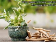 What Happens to Your Feelings? Does Ashwagandha Kill Emotions? What Happens to Your Feelings Does Ashwagandha Kill Emotions