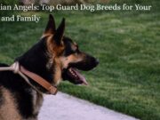 Guardian Angels: Top Guard Dog Breeds for Your Home and Family Guardian Angels Top Guard Dog Breeds for Your Home and Family