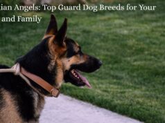 Guardian Angels: Top Guard Dog Breeds for Your Home and Family Guardian Angels Top Guard Dog Breeds for Your Home and Family