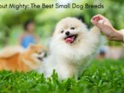 Small but Mighty: The Best Small Dog Breeds Small but Mighty The Best Small Dog Breeds