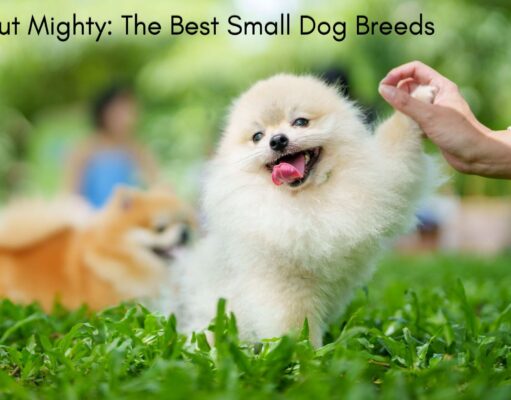 Small but Mighty: The Best Small Dog Breeds Small but Mighty The Best Small Dog Breeds
