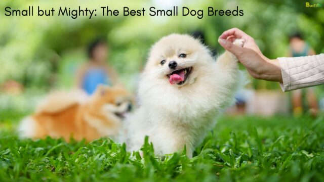 Small but Mighty The Best Small Dog Breeds