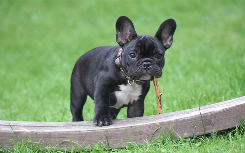 The French Bulldog