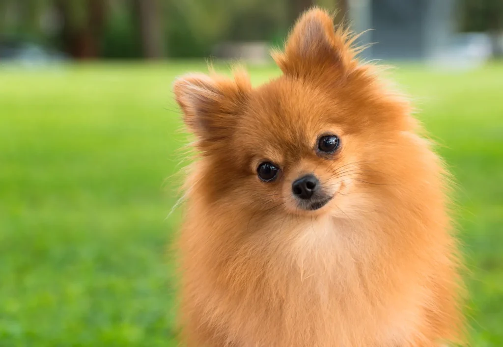 The Pomeranian